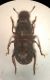 Anthribidae 3.jpg
