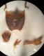 Anthribidae 4.jpg