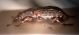 Anthribidae 6.jpg