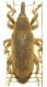 L. speciosus 004 A.jpg