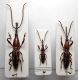 Ectocemus decemmaculatus trio.JPG