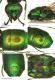 Chrysis pavesii.jpg
