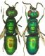 Chrysis pavesii habitus.jpg