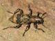 obbeetle.JPG