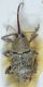 curculio 004mod.jpg