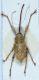 curculio 001mod.jpg