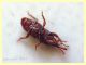3.1 mm. Dryopthoridae - Sitophilus oryzae cf. - Anzio 27.11.2017 - da pacco di pasta Granoro prodotto a Corato, Bari (5).JPG