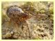 probabile Enoplognatha sp. - Anzio 15.2.2012 (3).JPG