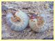 probabile larva Oryctes nasicornis - Anzio 3.12.2017 (3).JPG
