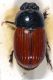 scarabeidae 004mod.jpg