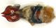 Chaetopteroplia-edeago-1.jpg