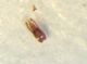 Stenus-trivialis.jpg