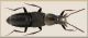 Staphylinidae 2 Bondone.jpg