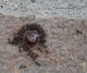 Ants_round_berry2a_sm.JPG