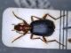 brachinus 1.jpg
