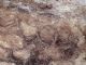 Bosco_Manziana_29-12-2017_002.JPG