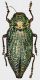 Touzalinia_psilopteroides_China_Yunnan_29mm_grey.jpg