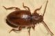 2 dapsa spinicollis endomychida e baronessa .jpg