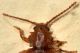 3 dapsa spinicollis endomychidae baronessa .jpg
