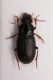Harpalus sp.jpg
