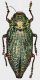 Touzalinia_psilopteroides_China_Yunnan_29mm_2.jpg