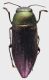 Kurosawaia_yanoi_Japan_Tokio_Bonin_Is_Hahajima_1-8-VII-1986_H_Makihara_legit_6,3mm_grey.jpg