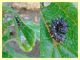 probabile larva Vanessa cardui - 5 mm. - Civitavecchia 30.12.2017.JPG