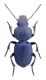 Pachysmall1.jpg