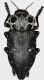 Capnodis_jacobsoni_Iran_Fars_Nriris_Kuh-e-Kum_220m_30-V-2013_V_Major_27mm_grey.jpg