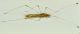 Cimice lunga 1b.JPG