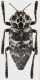 Capnodis_cariosa_hauseri_Buyer-Ahmad-o-Kuhgiluye_Sisaht_2480m_4-VII-2003_J_Prochazka_27mm_grey.jpg