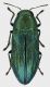 Chrysophana_placida_USA_Ca_Fresno_Huntington_Lake_26-VII-2010_S_Prepsl_leg_8,5mm_grey.jpg