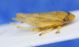 Cicaletta 6b.JPG