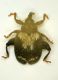 Curculio salta 01.JPG