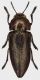 Perotis_cupratus_Iran_Zagros_Mts_Lorestan_Borujerd_31-V-2009_J_Dalihod_14,5mm_grey.jpg