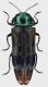 Coraebus_sp_Laos_Hua_Phan_Mt_Phu_Pane_1200-1900m_Ban_Saluei_20-V-2014_St_Jak_e_Lao_10mm_grey.jpg
