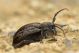 Neodorcadion exornatum IMG_8254.jpg