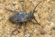 Neodorcadion exornatum IMG_8241.jpg
