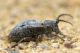 Neodorcadion exornatum IMG_8243.jpg