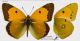 IMG_5296-7_Colias_croceus_s.jpg