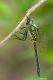 Somatochlora borisi IMG_8434.jpg
