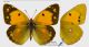 IMG_5300-1_Colias_croceus_s.jpg