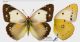 IMG_5298-9_Colias_croceus_s.jpg