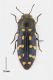 DSC_1570 s 1bf.jpg