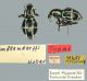 Pachy-moellendorfi-HT.jpg