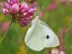 DSC_0521.jpg