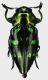 Chrysobothris_amabilis_Guyane_Francaise_Belizon_VIII-2017_9mm_grey.jpg