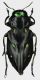 Chrysobothris_anoguttata_French_Guyane_Belizon_VIII-2017_12mm_grey.jpg