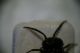 2018-02-02 16-31-20 (B,Radius8,Smoothing4).jpg