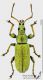 Phyllobius_argentatus_s.jpg